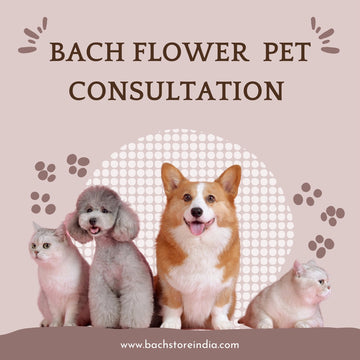 Bach Flower Pet Consultation