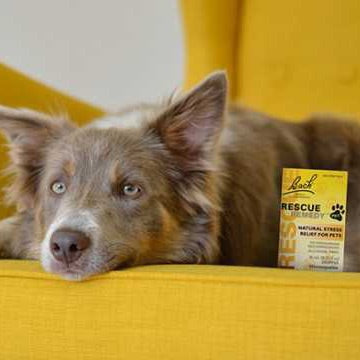 Rescue Remedy Pet Dropper 20 ml